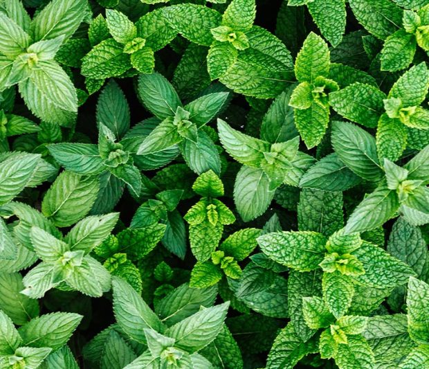 plantas-anti-mosquitos