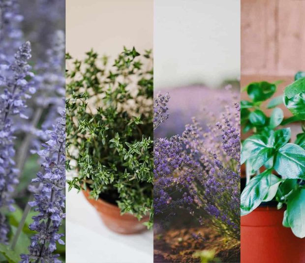 plantas-aromaticas