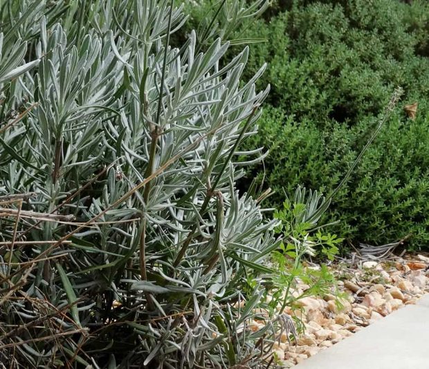 plantas-jardin-nediterraneo